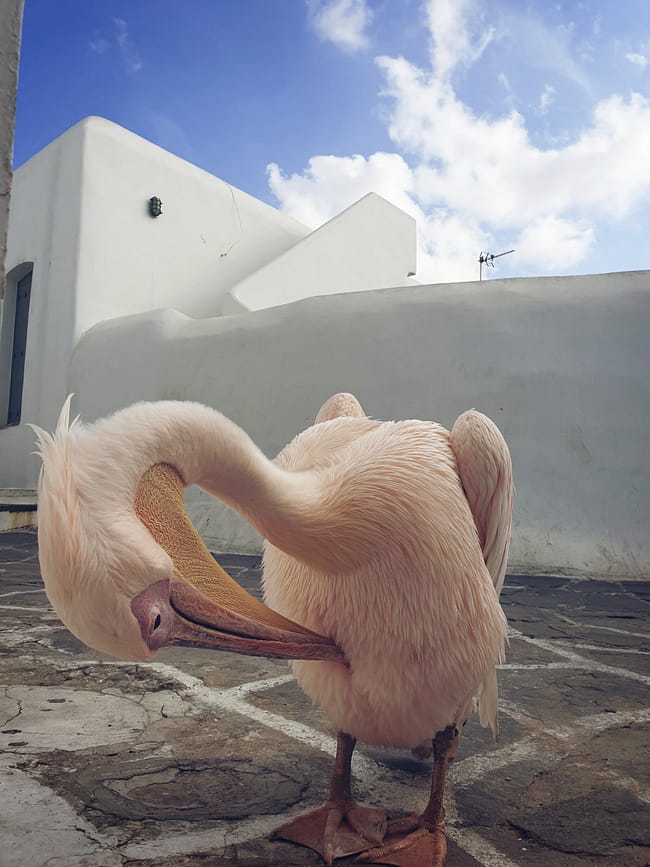 Pelícano en Mykonos posando en una calle blanca de estilo cicládico, mascota de la isla